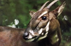 Quang Binh works to save Saola from brink of extinction