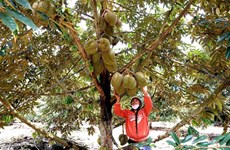 Vietnam needs sustainable development in durian production, consumption