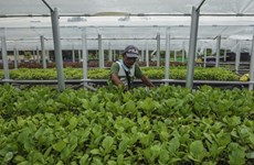 Malaysia implements high-growth, high-value initiative for agriculture