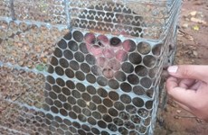 Rare primate returned to nature in Binh Phuoc province