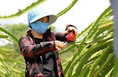 Vietnam seeks to secure sustainable development for dragon fruit sector