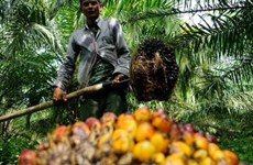 Indonesia to make biomethane from palm oil in 2025