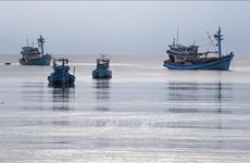 Tien Giang's fishing vessels strictly follow regulations, curbing IUU fishing