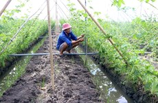 Dong Thap province grows high-value crops in unproductive rice fields