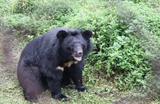 National park inaugurates bear rescue centre 