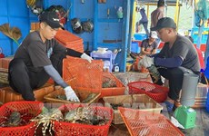 Vietnam exports shrimp to 100 countries, territories: Authority