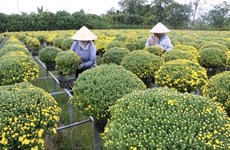 Mekong Delta farmers busy preparing Tet flowers