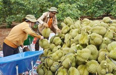 Fruit, vegetable exports to hit record in 2023