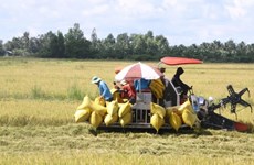 Mekong Delta develops 1 million ha of low-emission high-quality rice 