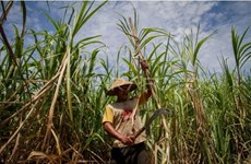 Indonesia prepares 1 mln hectares to construct sugar factories