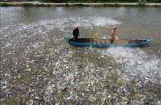 Tra fish export value estimated at 1.8 billion USD this year: Deputy Minister