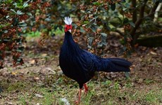 Quang Binh receives support for Edwards's Pheasant conservation