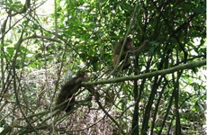 Ten rare monkeys released into the wild at Phong Nha-Ke Bang National Park