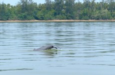 Three rare dolphins spotted in Myanmar