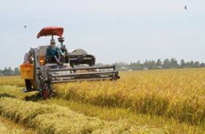 Vietnam, Canada hold huge cooperation potential in agriculture: Canadian insiders