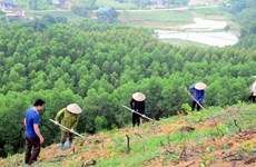 Vietnam plants nearly 770 million trees in three years
