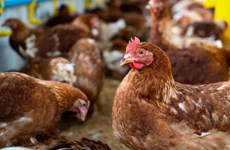 Philippines bans poultry imports from Japan