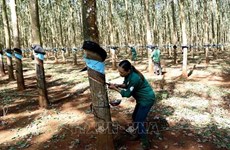 Rubber group aims for higher profit in 2024
