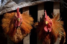 Cambodia records second human case of bird flu this year