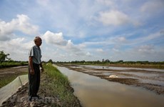 Mekong Delta urged to closely monitor saline intrusion forecasts in February