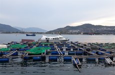 Khanh Hoa seeks green light for high-tech marine farming project