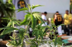 Thailand to ban recreational use of cannabis