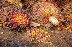 Malaysia's palm oil stocks hit six-month low