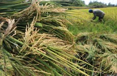 Indonesia implements measures to stabilise rice supply, rice prices