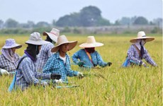Thai farmers advised not to grow off-season rice