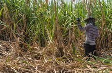 Thailand’s sugar exports to China surge thanks to ACFTA