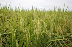 Output at Malaysia’s rice bowl ensured despite hot, dry conditions