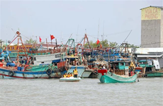 Bac Lieu targets national shrimp hub status