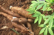 Cassava exports see record growth rate in January