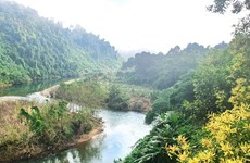 Quang Binh to plant 50,000 indigenous trees in local natural reserve