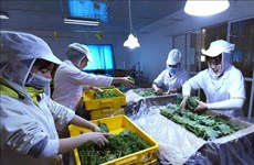 Fruit, vegetable exports see green shoots, targeting 7 billion USD