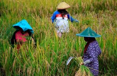 Indonesia: dry season to be less severe this year 