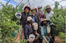 Australia opens door to Vietnamese agricultural workers