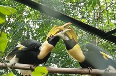 Phong Nha-Ke Bang National Park receives 11 rare animals