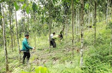 Forest coverage remains at 42.02% in 2023: ministry
