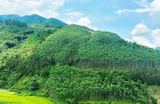 Vietnam receives 51.5 million USD in carbon credits from WB