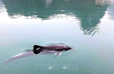 Dolphins spotted multiple times off Quang Ninh's coast