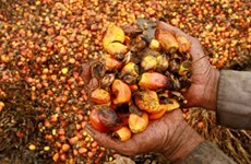 Indonesia’s palm oil exports account for 54% of the world’s