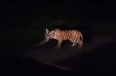 Indonesia spots Sumatran tiger wandering on road 