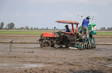 Pilot model of high-quality, low-emission rice farming launched in Can Tho