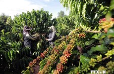 Measures sought for coffee firms to adapt to EU Deforestation Regulations