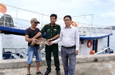 Sea turtle returned to ocean in waters off Kien Giang province