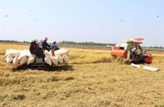 Vietnam earns 1.43 billion USD from rice exports in Q1