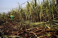 Thailand’s sugar cane output falls sharply due to drought