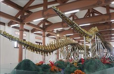 Whale skeletons in Ly Son attractive to visitors