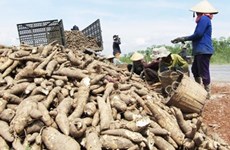 Vietnam eyes 2 billion USD in cassava exports by 2030